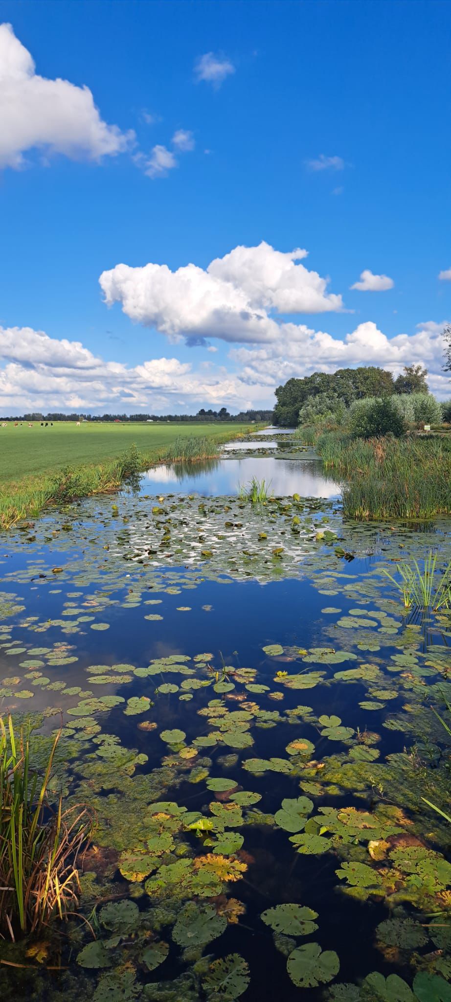 Hollands waterlandschap